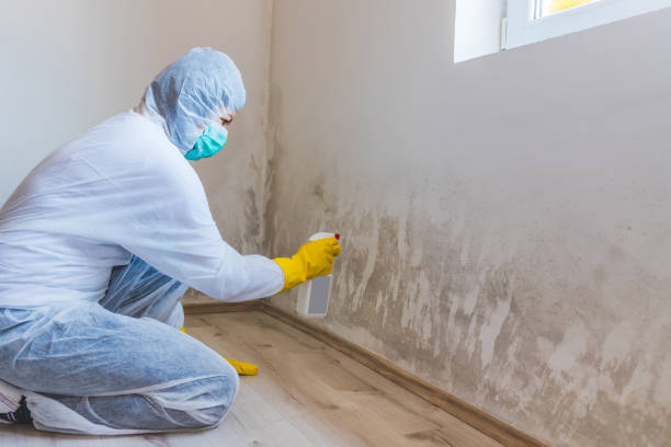 Licensed Mold Testing service in Jenison, MI - WQB Mold Removal